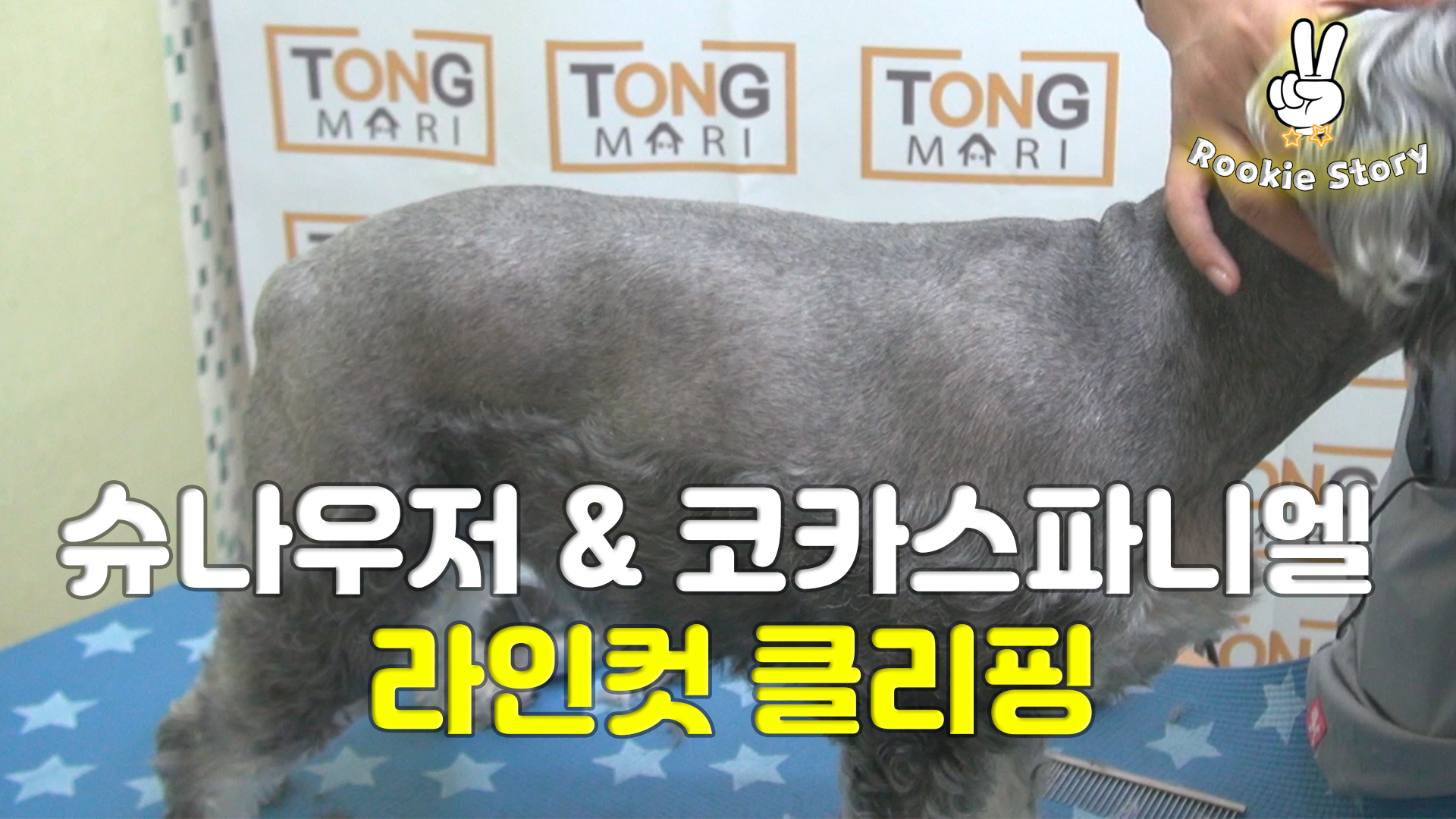 애견 셀프 미용 강아지 코카스파니엘 슈나우저 라인컷 바리깡 클리퍼 하는 방법