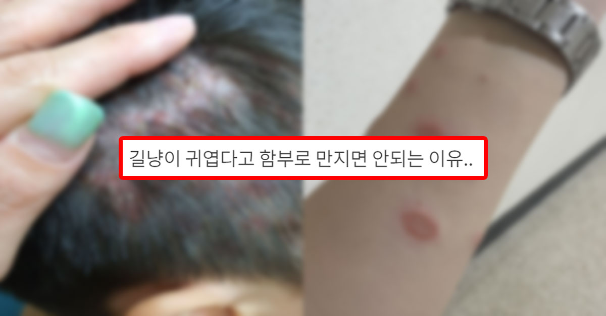  길냥이 귀엽다고 함부로 만지면 안되는 이유..