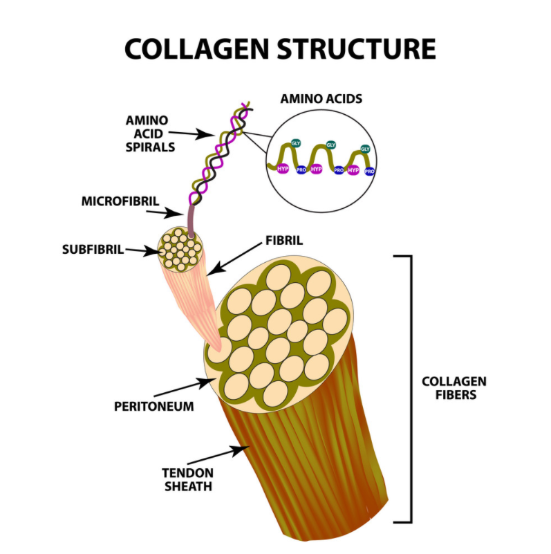 콜라겐 구조