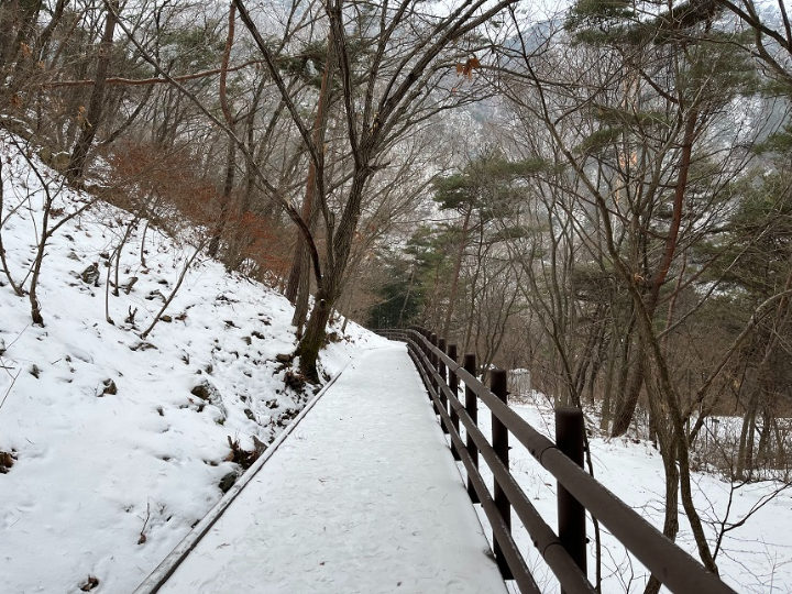 눈이-쌓인-숲속-길