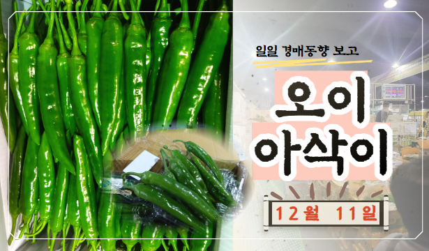  [경매사 일일보고] 12월 11일자 가락시장 오이아삭이 경매동향