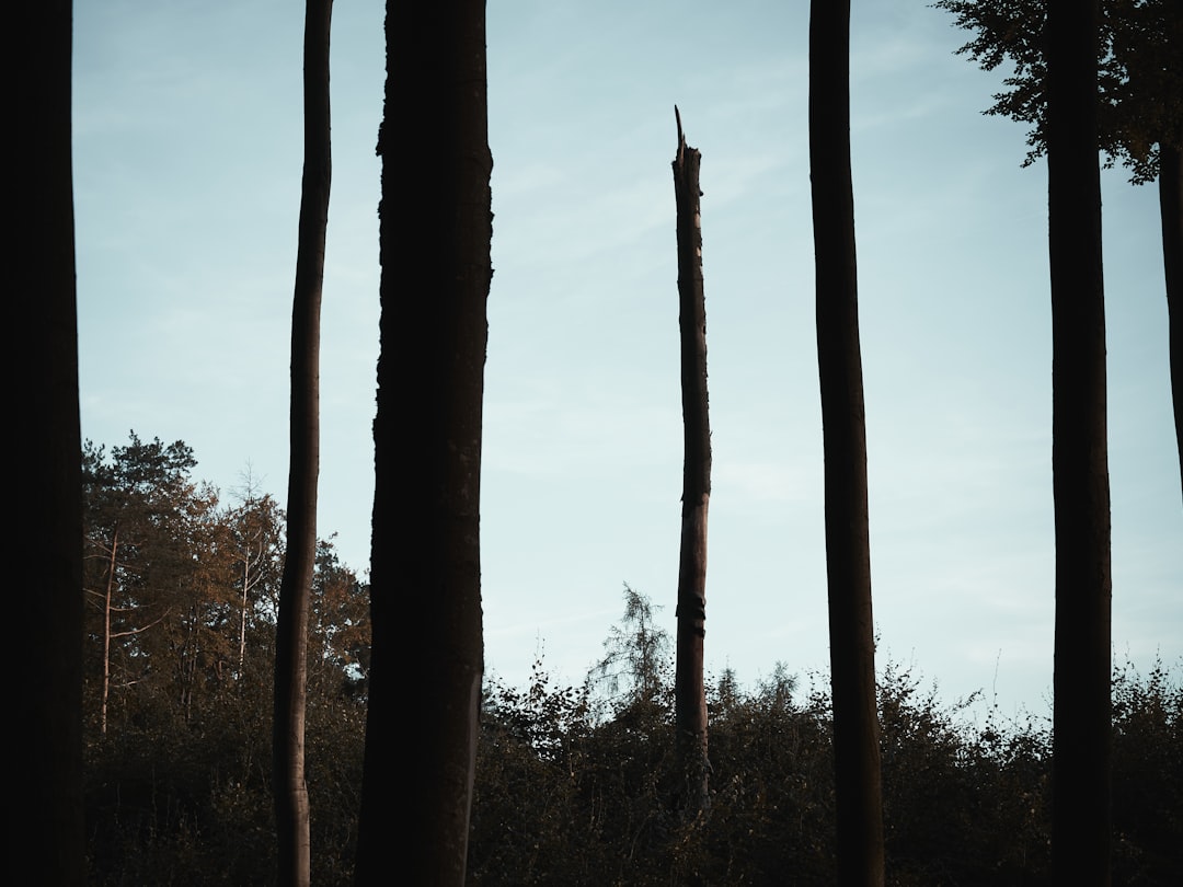 Survivor