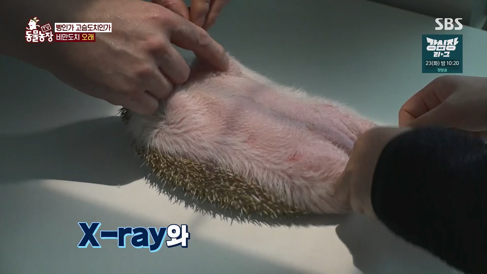 TV 동물농장.E1120.230514p.H264-F1RST.mp4_20230515_203533.683.jpg