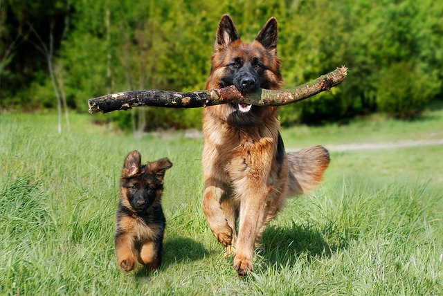 벨지안 쉐퍼드 (Belgian Shepherd)의 품종과 특징, 관리방법 총정리