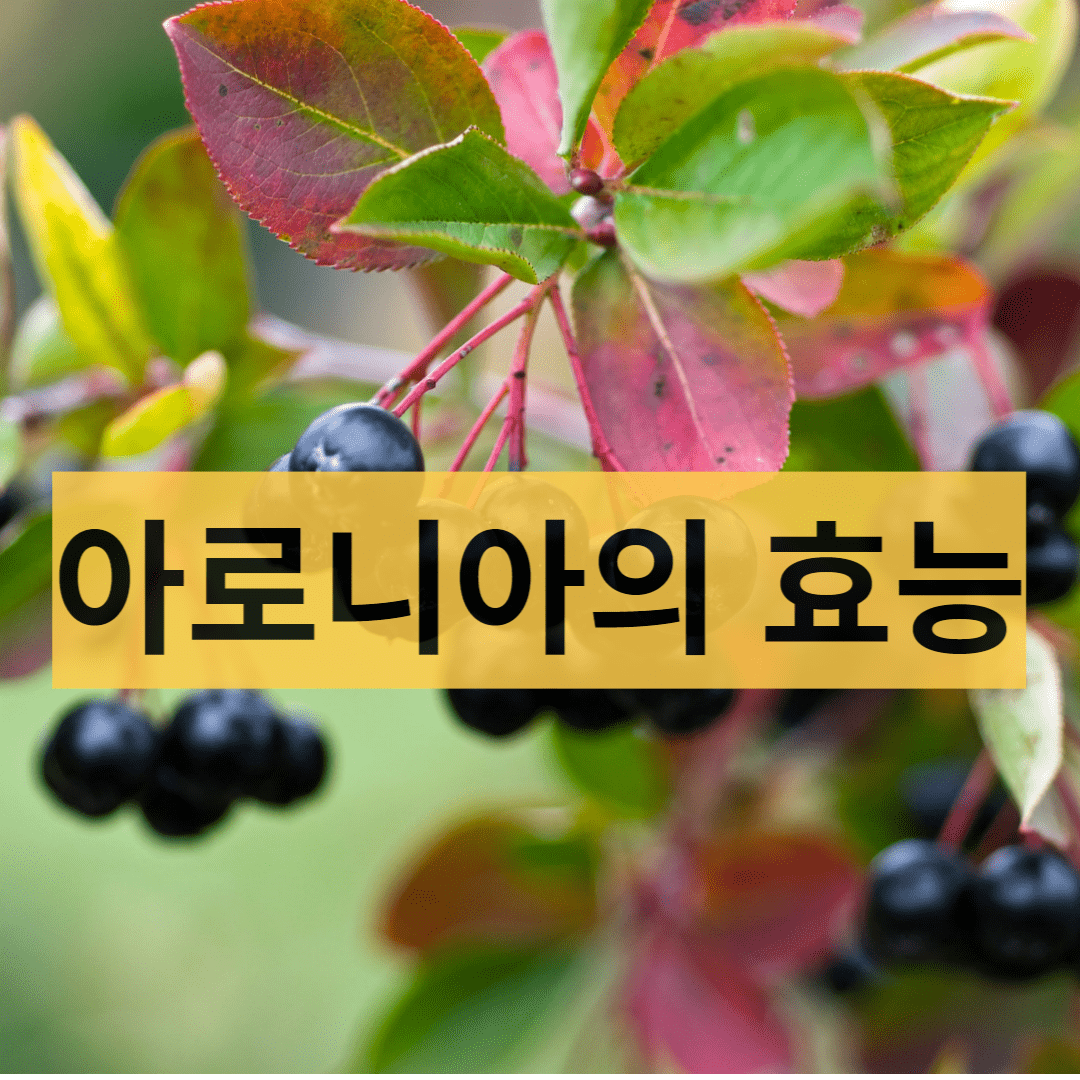  항산화 효과가 있는 아로니아의 10가지 효능