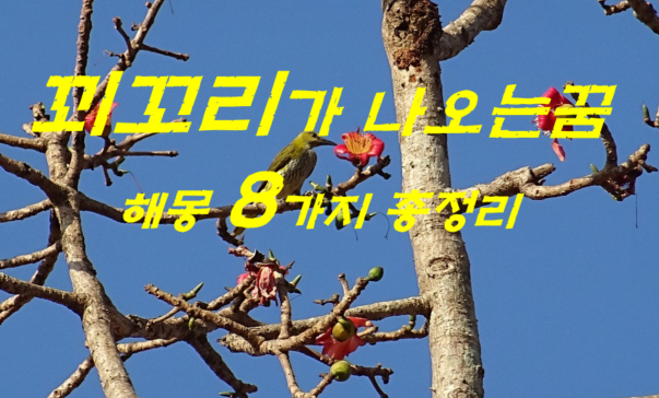  꾀꼬리꿈 해몽 8가지 총정리