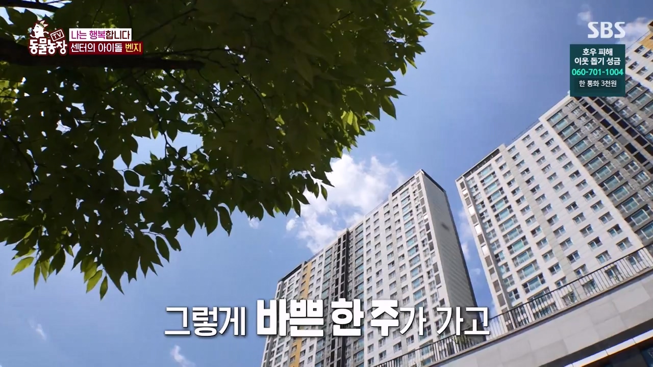 TV 동물농장.E1131.230731p-NEXT.mp4_20230730_190950.867.jpg