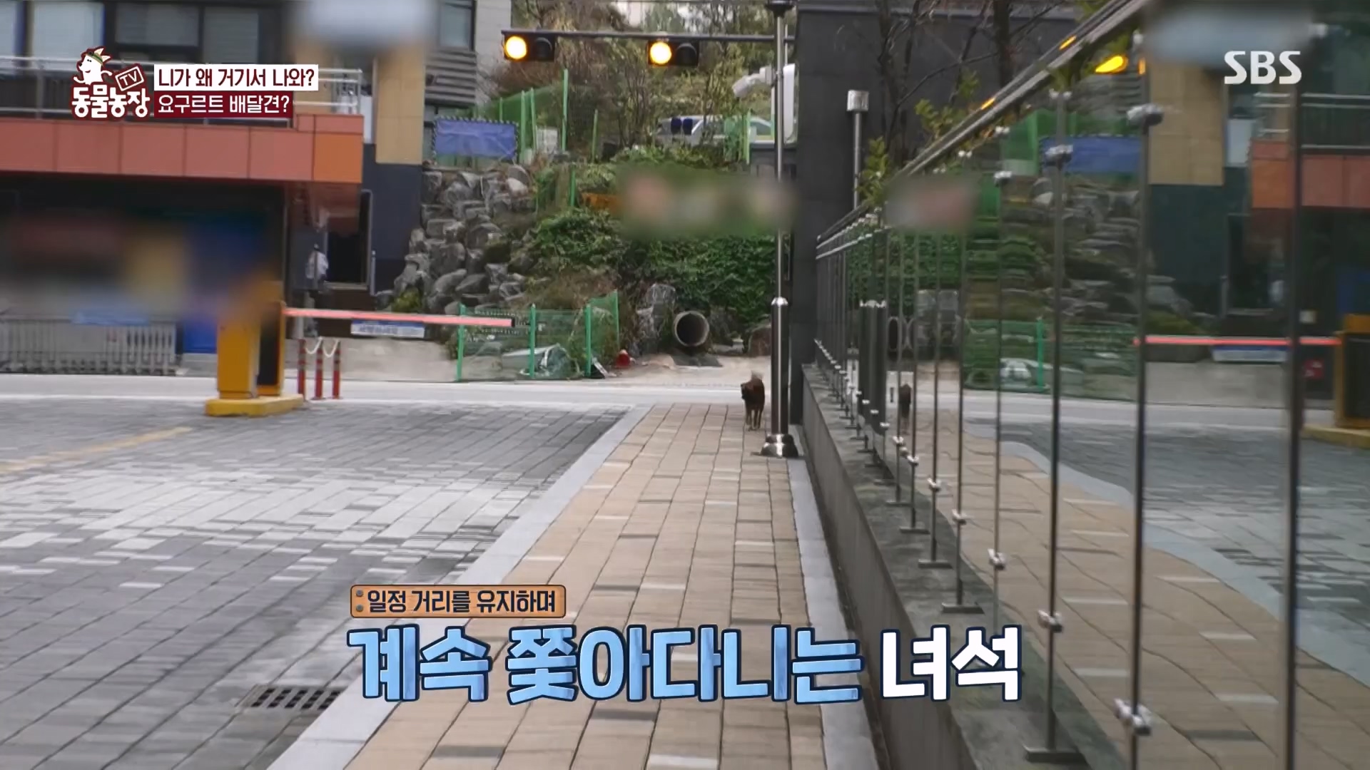 TV 동물농장.E1149.231210p.H264-F1RST.mp4_20231210_171109.151.jpg