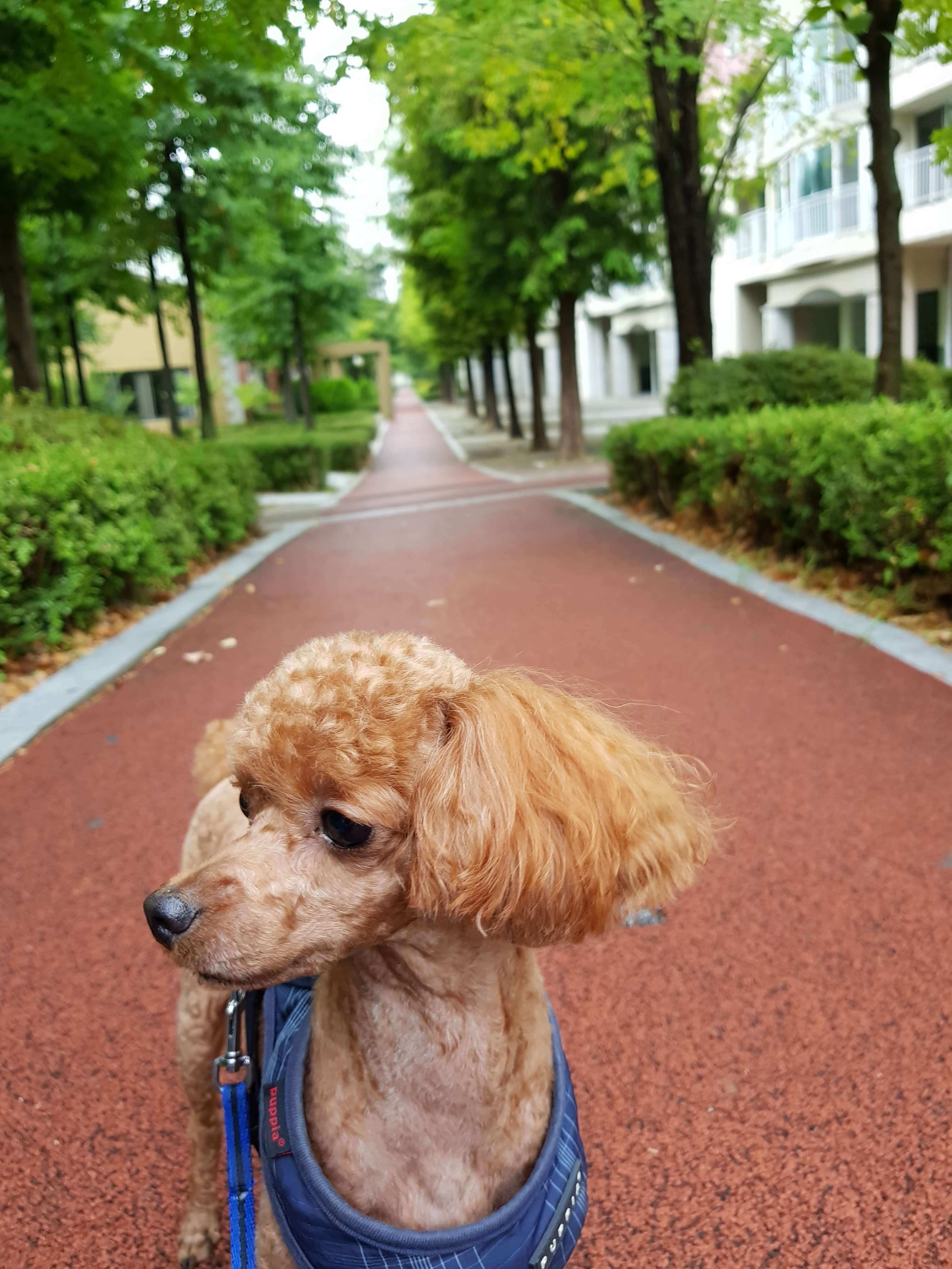 돌아온토이푸들