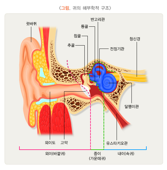 귀의 해부학적 구조