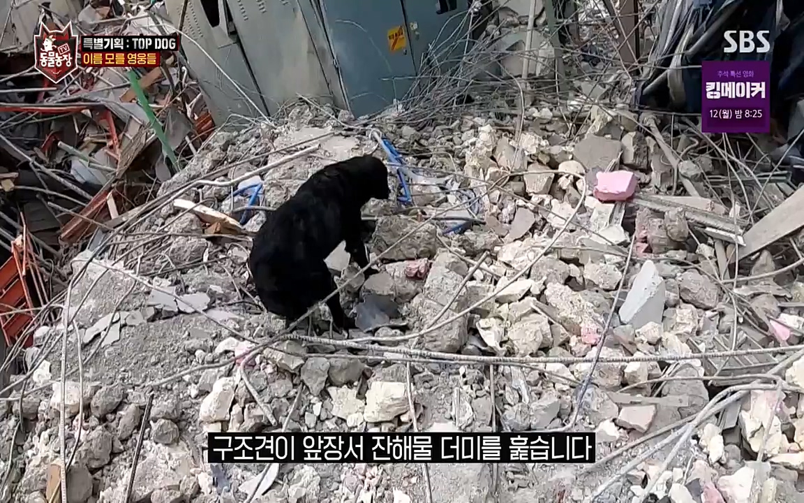 TV 동물농장.E1085.220905p-NEXT.mp4_20220904_173538.867.jpg