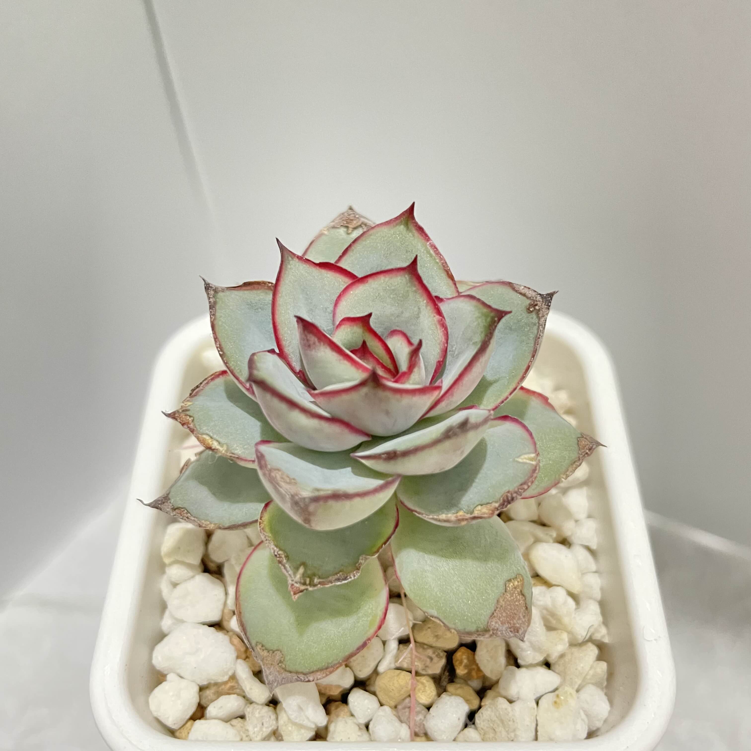  다육 문가드니스 Echeveria Esther