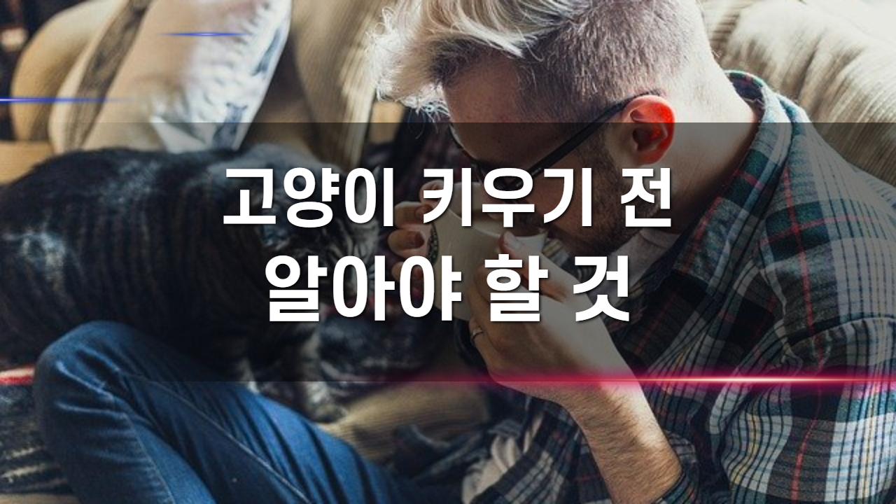  고양이 키우기전 주의점 에 대해 알려드리겠습니다!