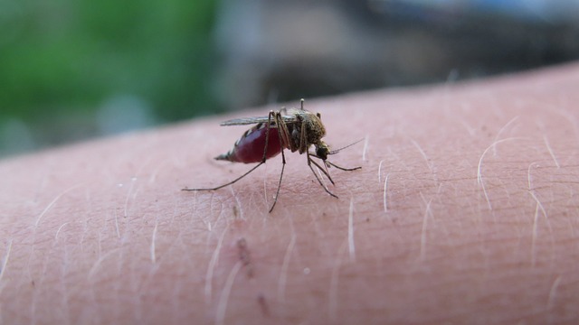 말라리아 치료(5)