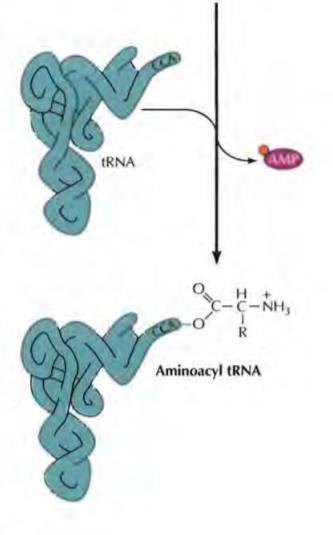 mRNA 세포에 대한 개념 및 특징 소개