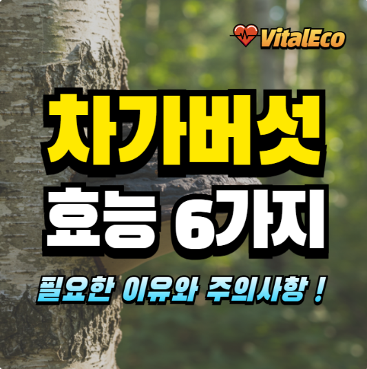 차가버섯 효능 알아보기