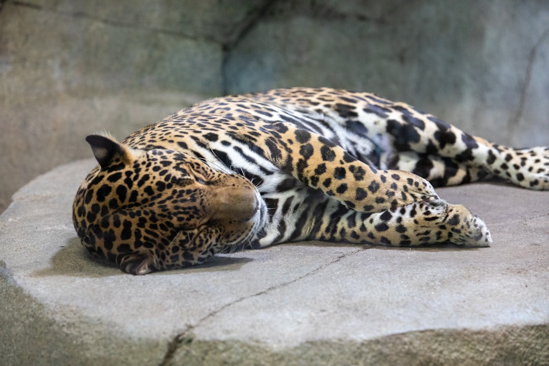Sleep position.