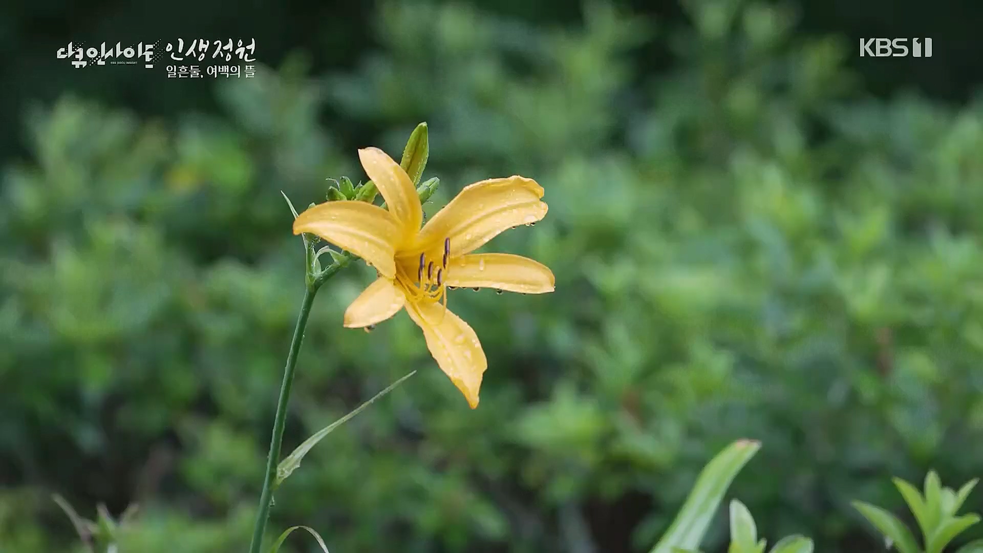 다큐 인사이트.E135.221229p.H264-F1RST.mp4_20230109_204216.165.jpg