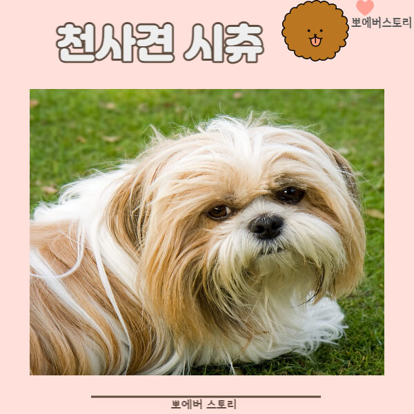 천사견종