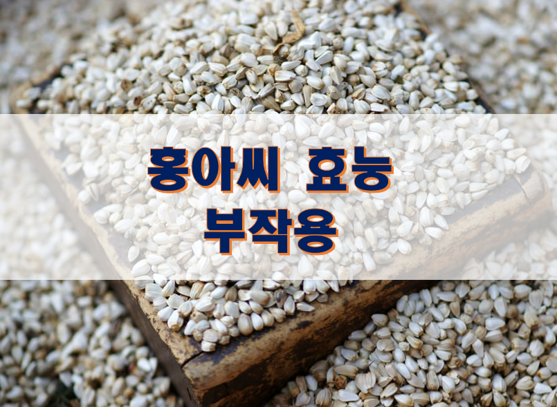  홍아씨 효능 부작용