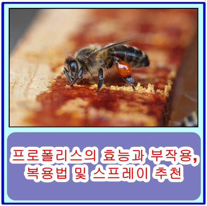  프로폴리스의 효능과 부작용, 복용법 및 스프레이 추천