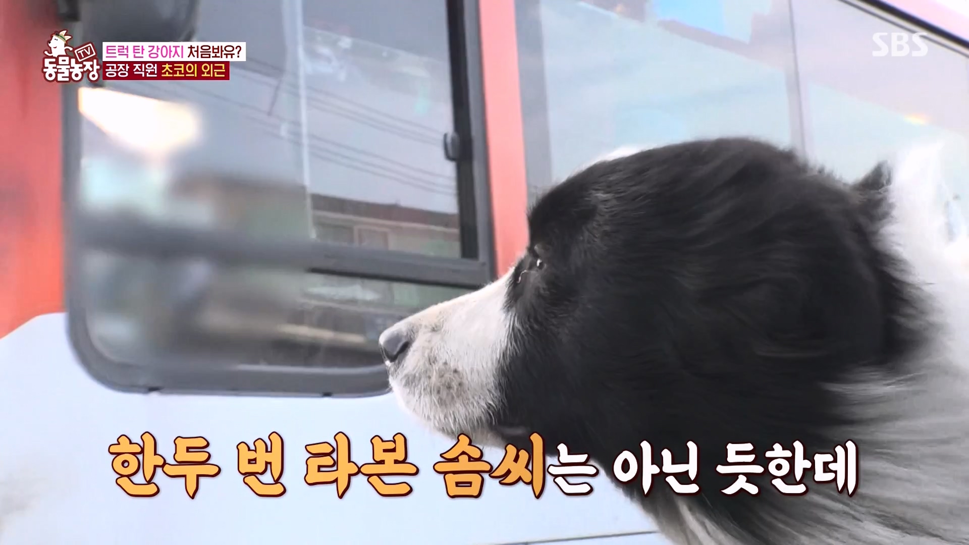 TV 동물농장.E1161.240303p-NEXT.mp4_20240303_172256.984.jpg