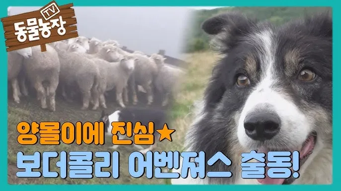 보더콜리 분양 가격 성격 수명 장단점_5