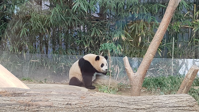푸바오