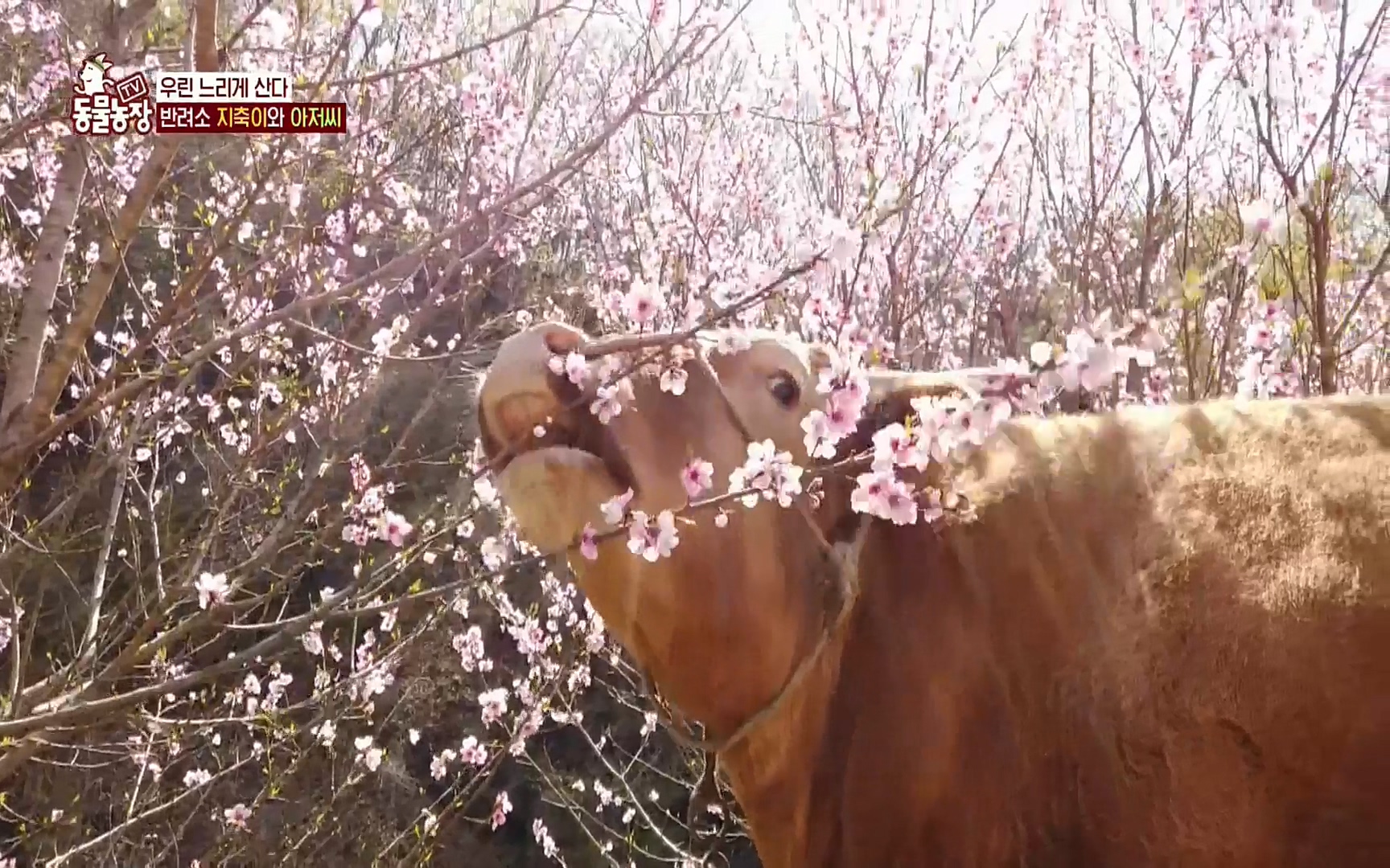 TV 동물농장.E1074.220619p.H264-F1RST.mp4_20220619_181146.192.jpg