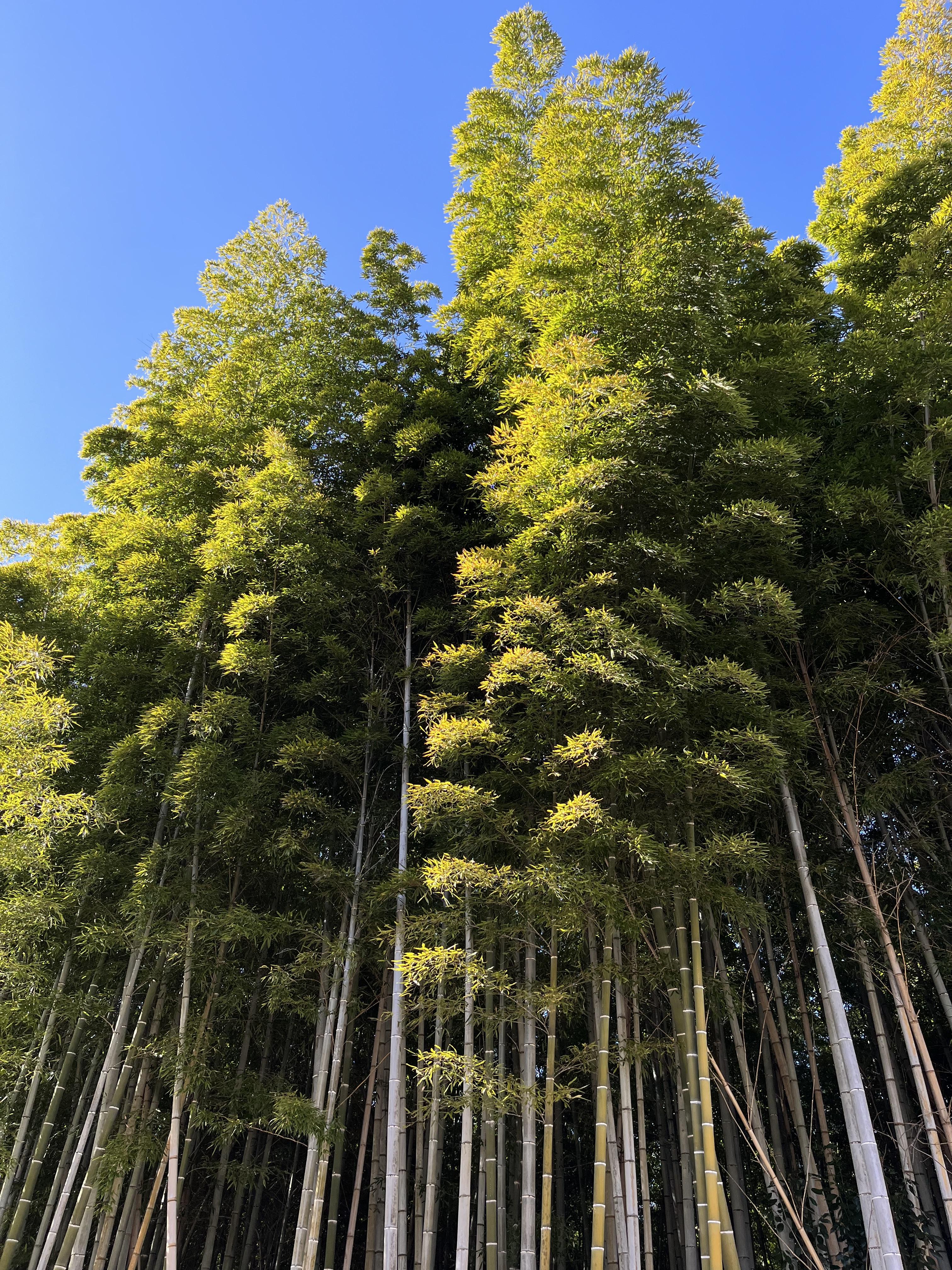 아라시야마 대나무숲