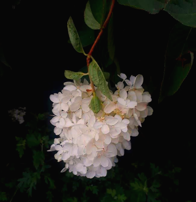  꽃 [김 춘수]