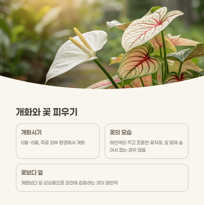 칼라디움