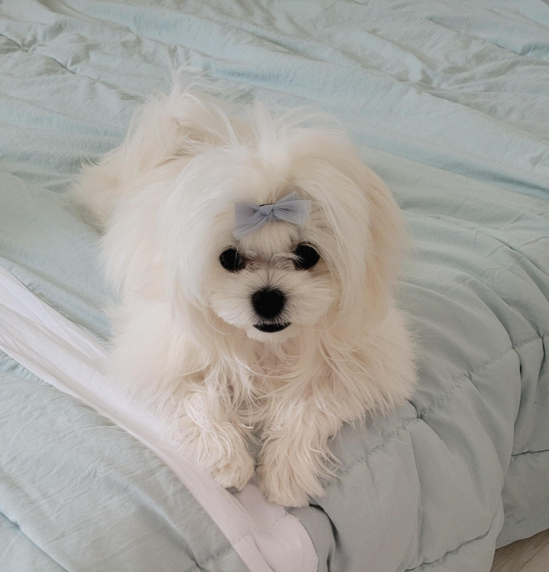 엄청 예쁜 말티즈