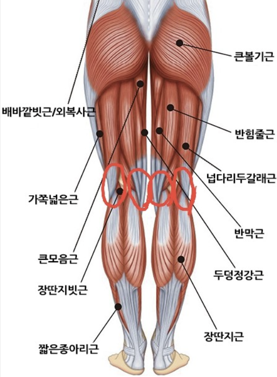 무릎 근육