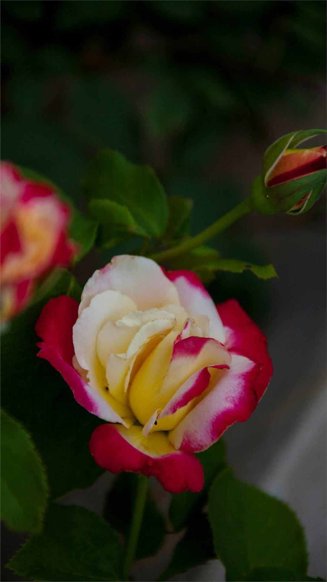 Rose Flower iPhone Wallpaper