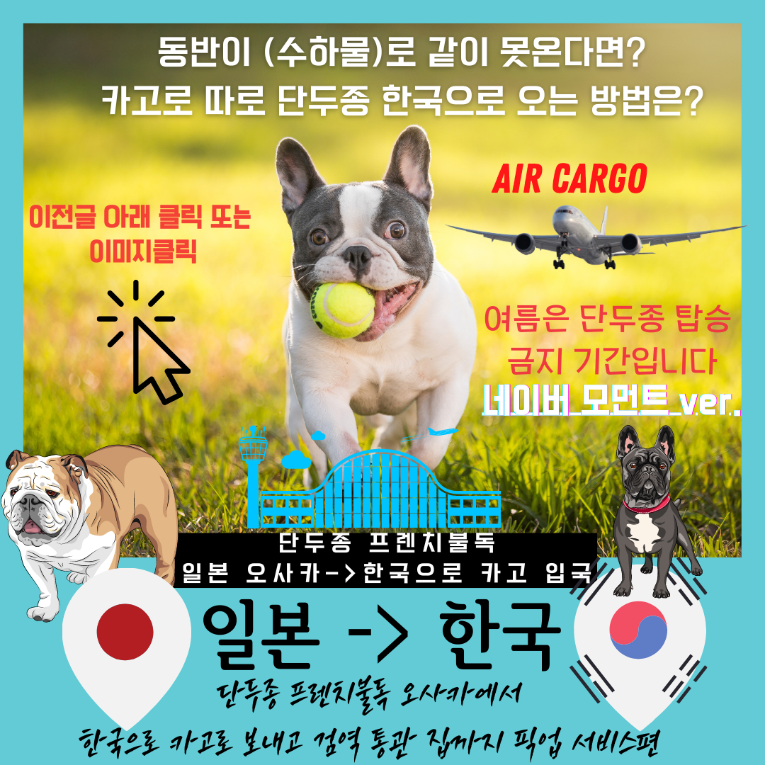  강아지 고양이 반려동물 한국으로 데려오기 반려견 반려묘 한국 입국 해외운송 애견 애묘 검역 동물 출국 입국 서비스 South Korea dog cat transport service