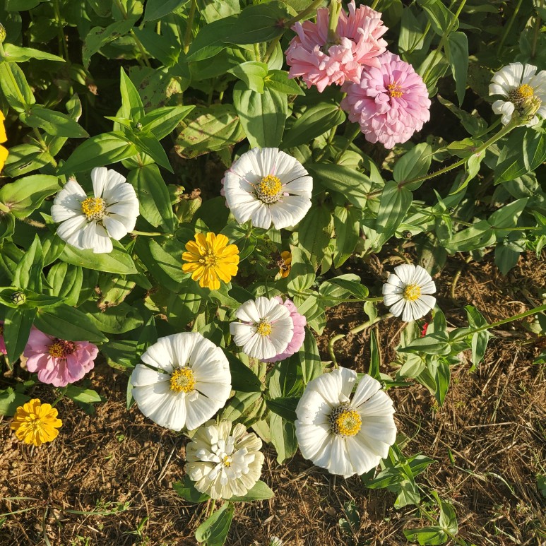 야생꽃한 가득 가을 향기 11