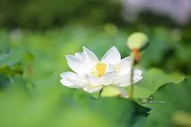 연꽃축제