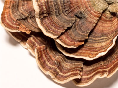  구름버섯 (CORIOLUS MUSHROOM) 효능 및 부작용, 섭취법 알고 가세요.
