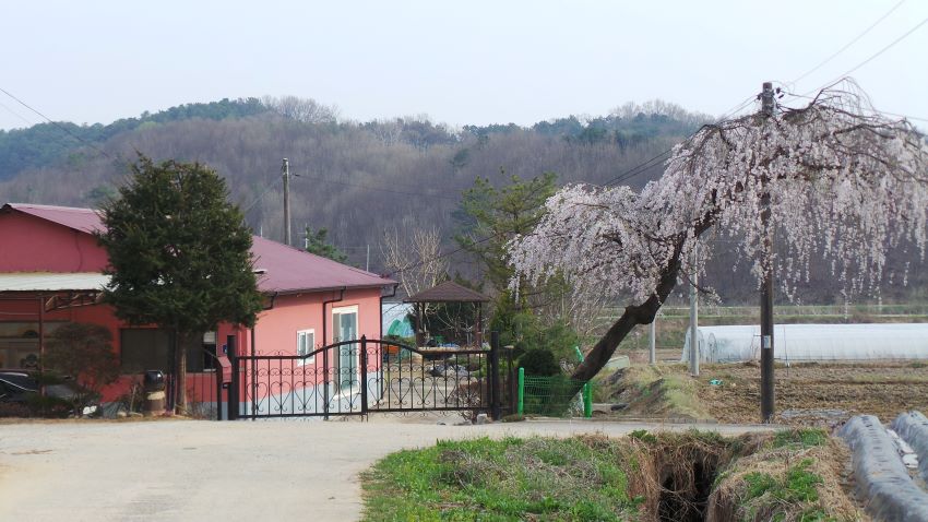 붉은 벽돌집, 정문 철문 옆에 만개한 능수 벚나무, 뒤로는 야산,