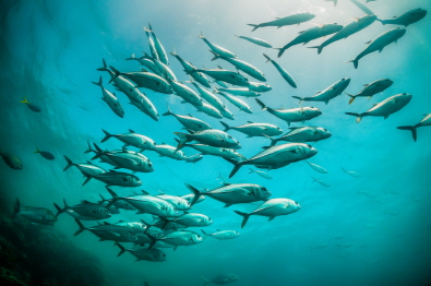 물고기 꿈 해몽