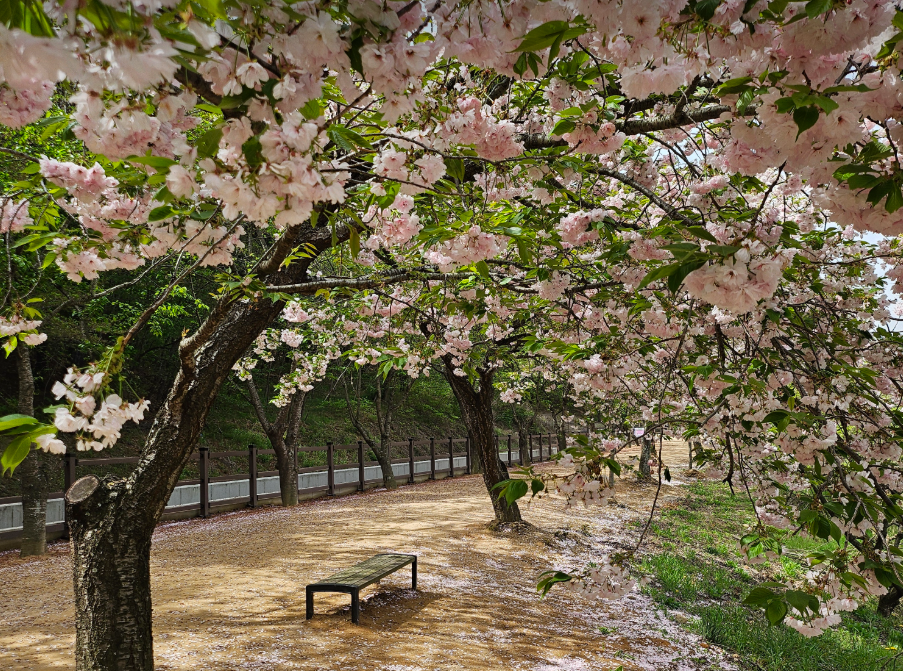 선덕여왕길 겹벚꽃14