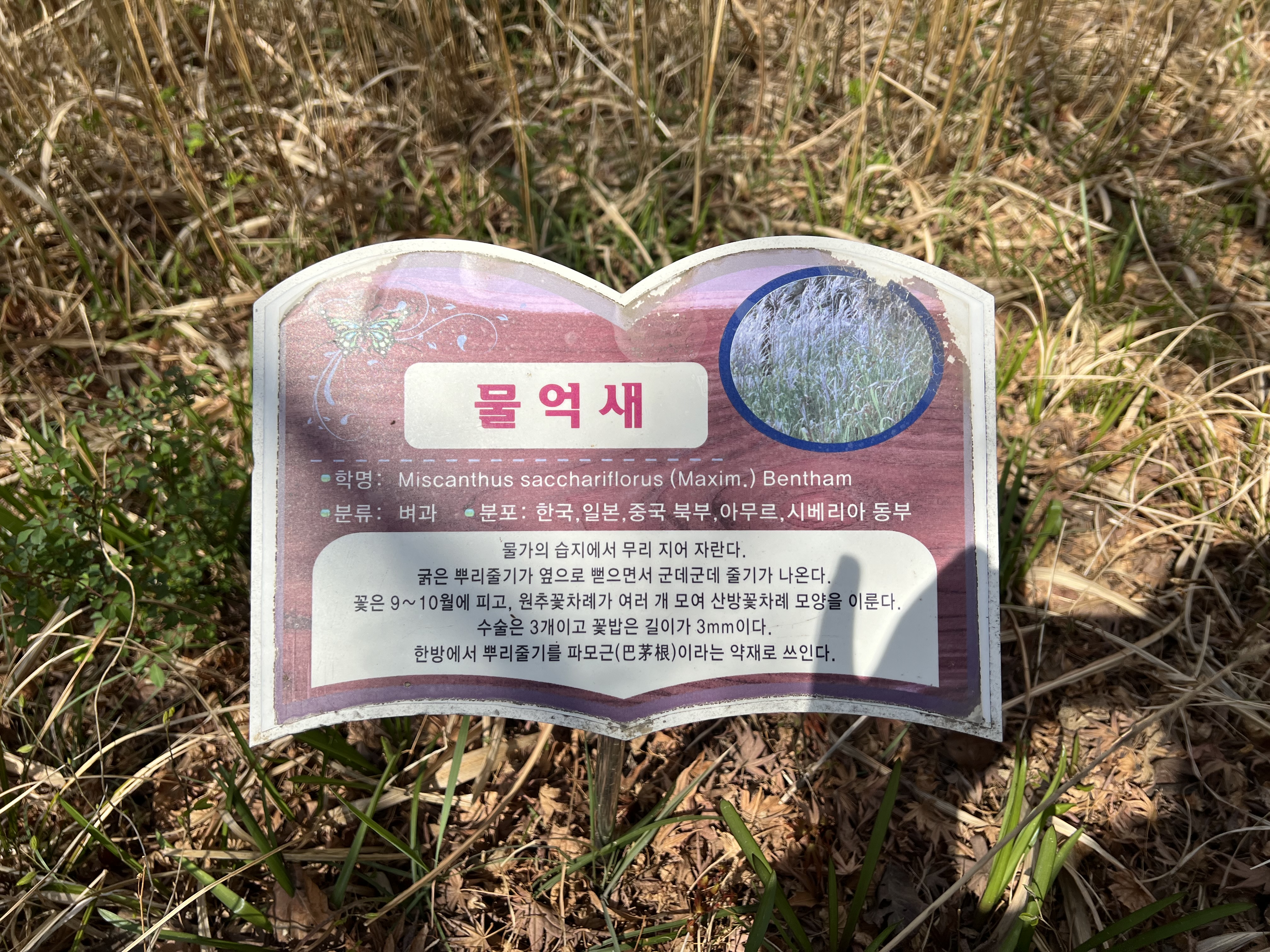 물억새 팻말