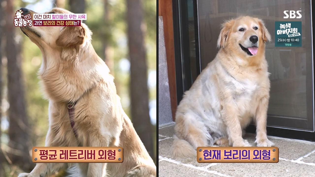 TV 동물농장.E1141.231016p-NEXT.mp4_20231015_172543.422.jpg