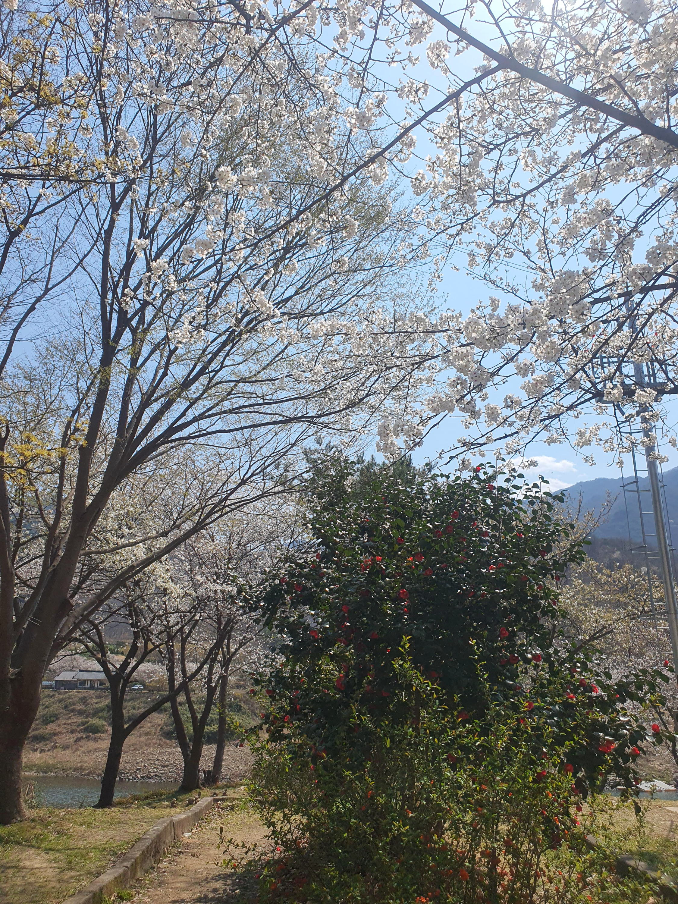 하동 십리벚꽃길 벚꽃 개화 상황