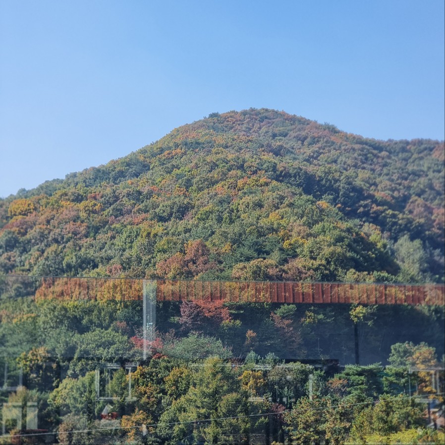 천룡 CC가는 길 예브게 물든 단풍