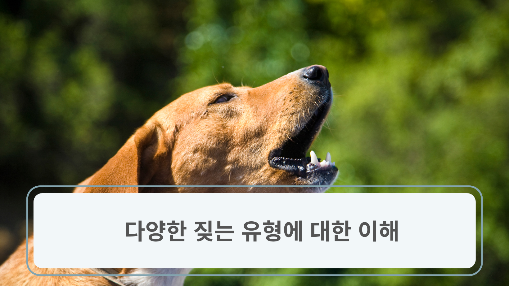 강아지가 짖는