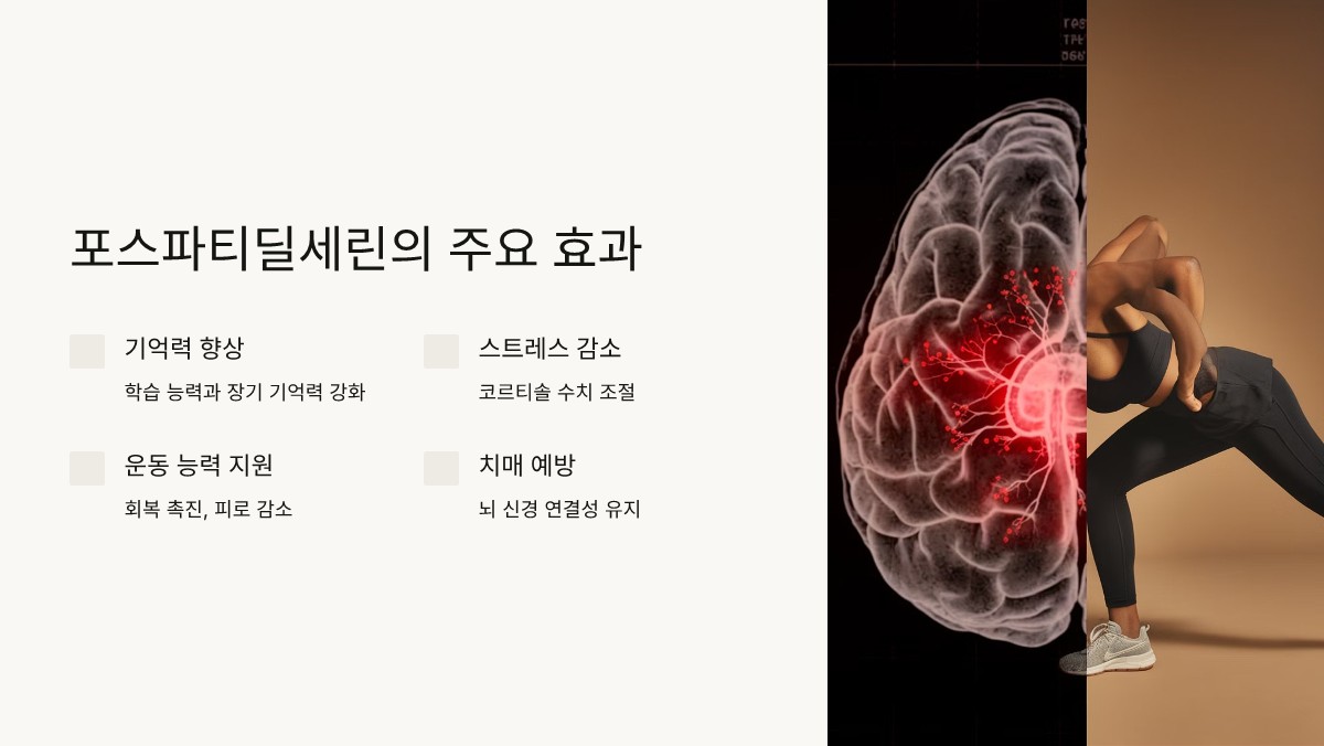 포스파티딜세린 효과