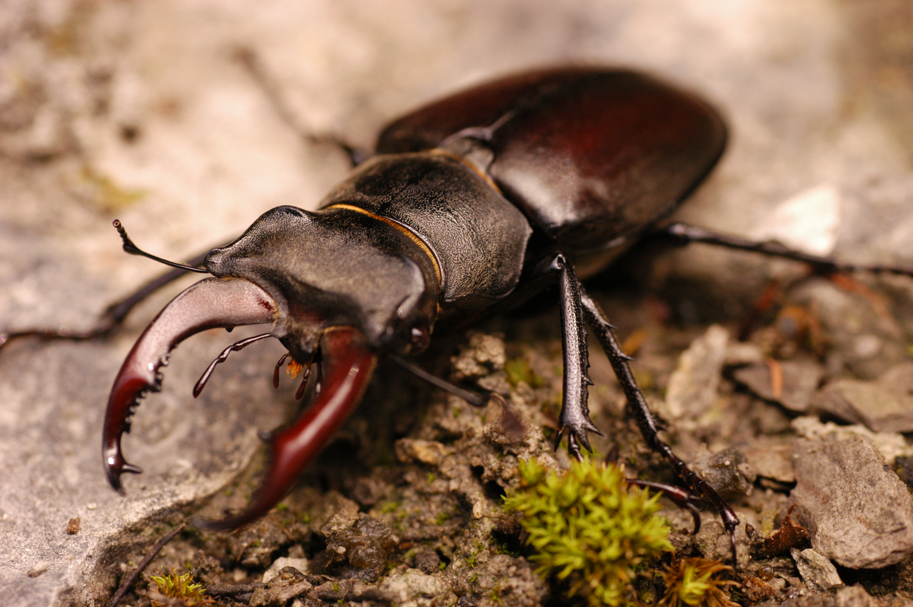 [곤충 백과] 유럽사슴벌레 (학명 : Lucanus cervus)