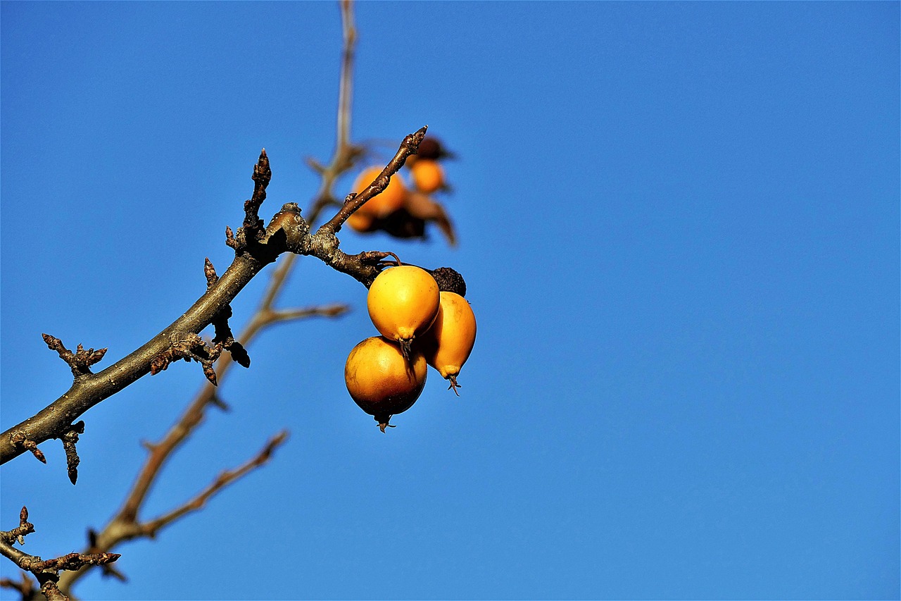 비타민나무열매-효능